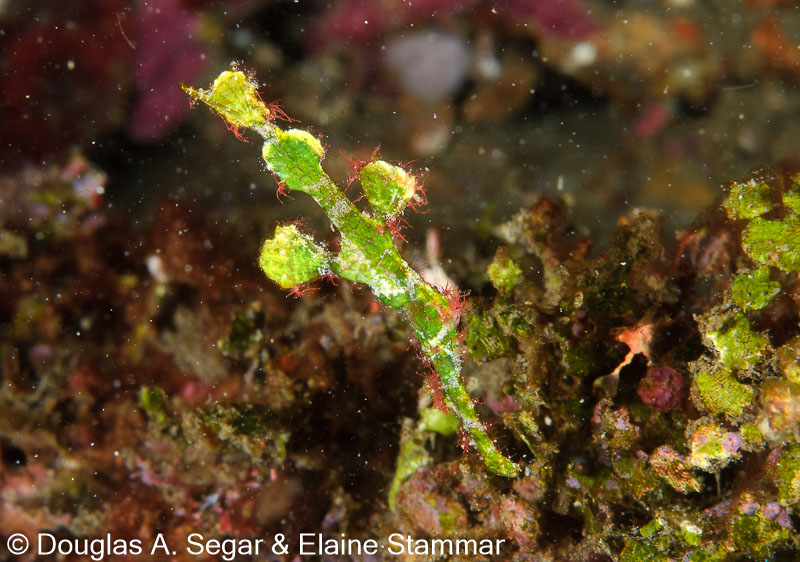 Segar-2011-07-1337.jpg