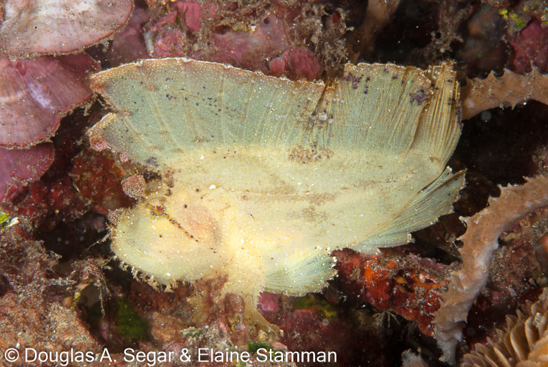 Segar-2012-07-2959.jpg