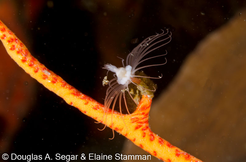 Segar-2013-05-0544.jpg