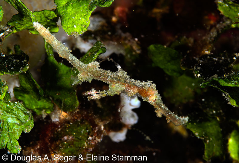 Segar-2014-09-2239.jpg