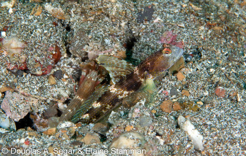 Segar-2014-09-2282.jpg