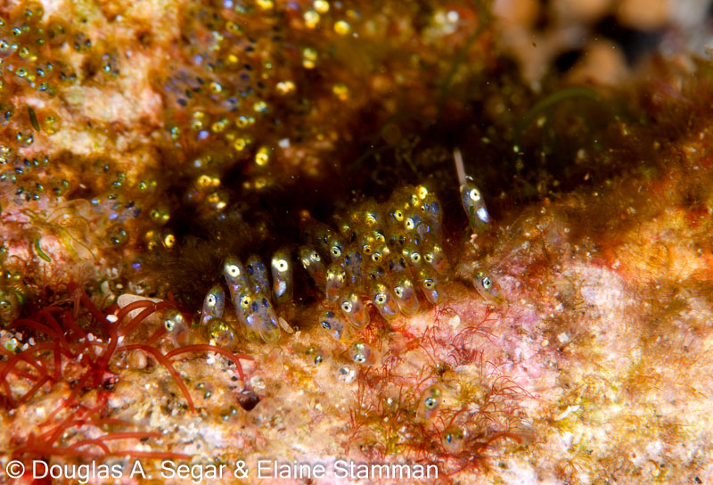 Segar-2014-09-3396.jpg