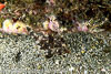 SegarB0091.jpg