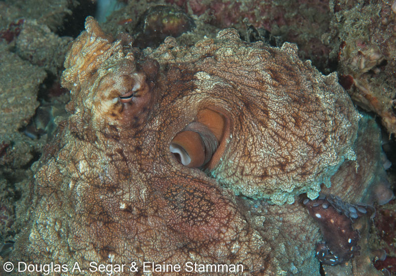 Segar-2010-12-4359.jpg