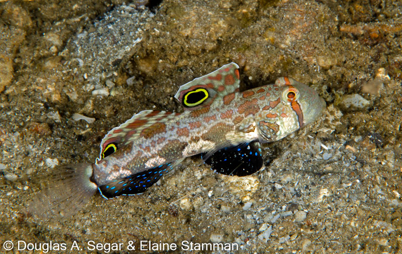 Segar-2014-09-4773.jpg