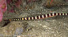 Segar-2013-05-1150.jpg