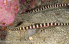 Segar-2013-05-1151.jpg