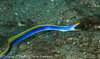 Segar-2013-05-2811.jpg