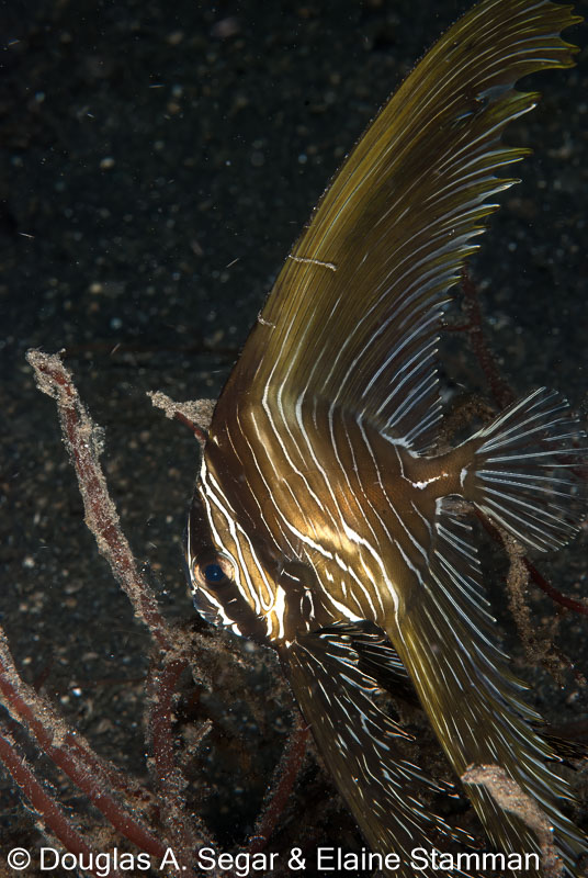 Segar-2010-07-1285.jpg