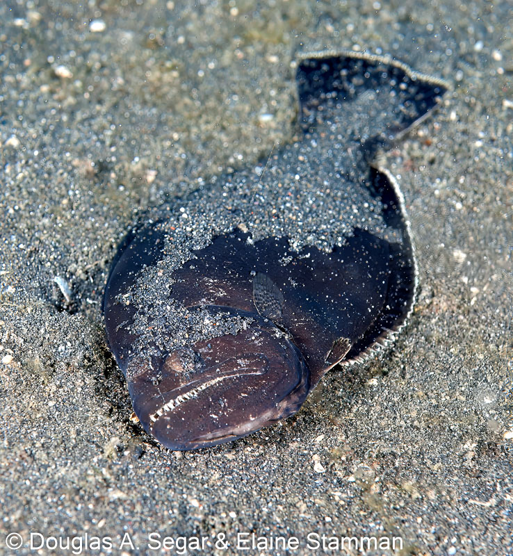 Segar-2010-12-3011.jpg