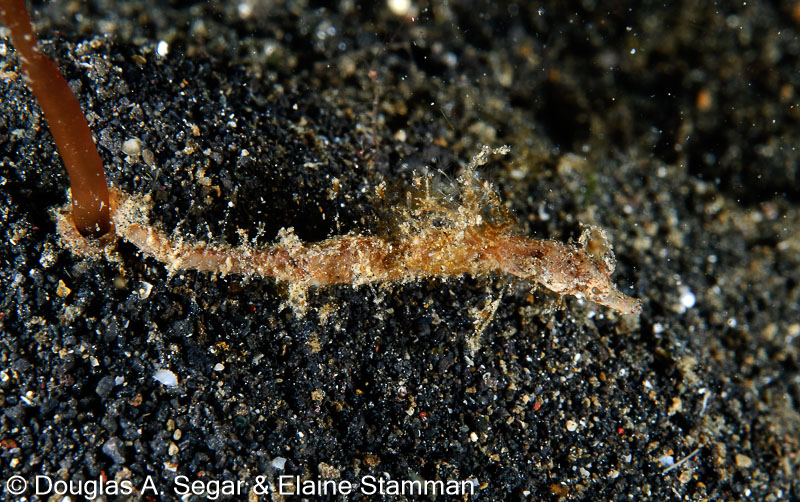 Segar-2011-07-1052.jpg