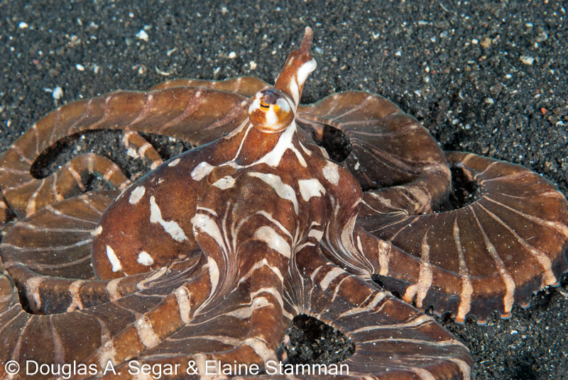 Segar-2012-07-2247.jpg