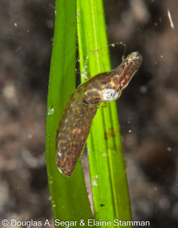 Segar-2012-12-1576.jpg