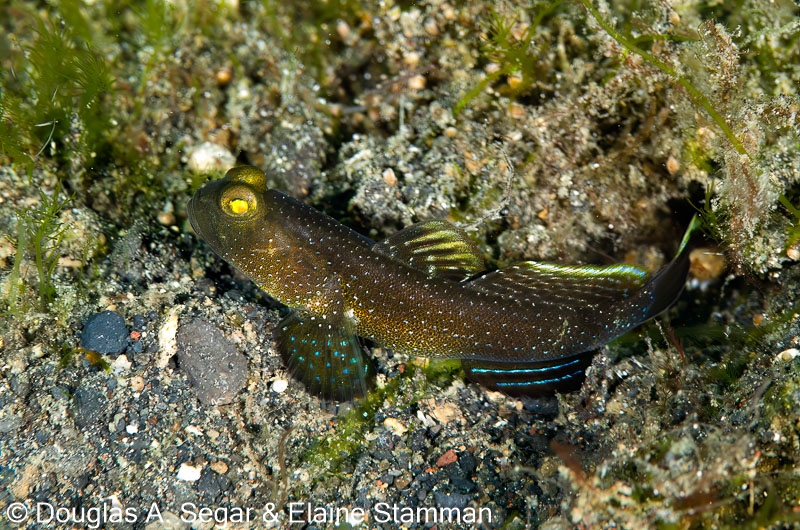 Segar-2014-09-3545.jpg