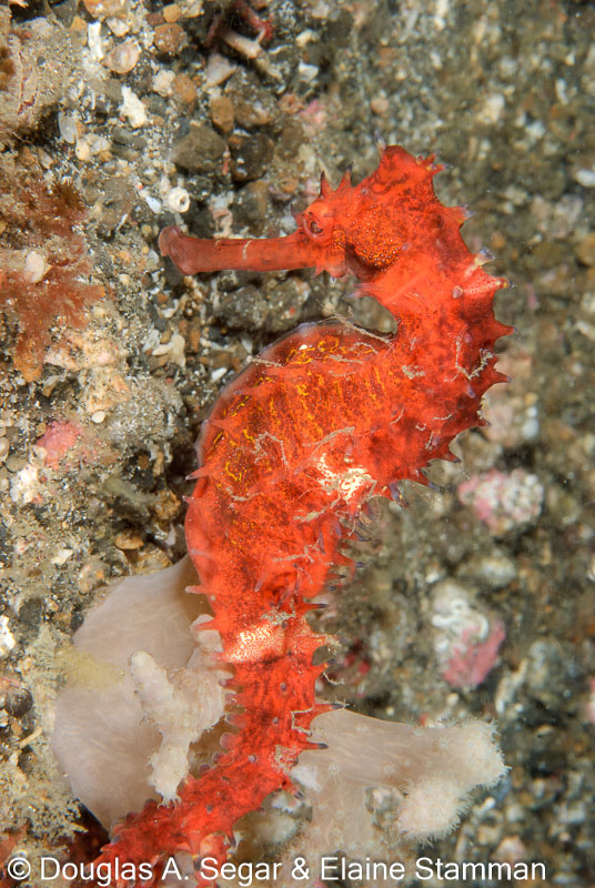 Segar-2009-07-2365.jpg