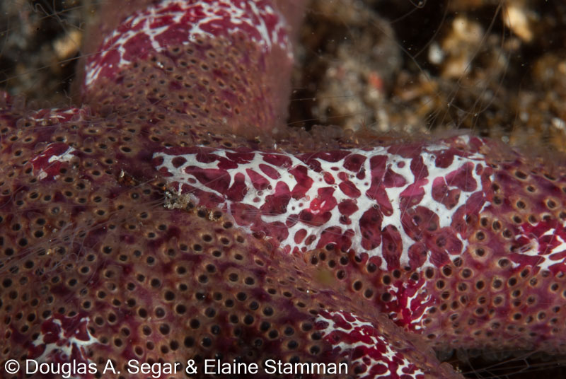 Segar-2012-07-0765.jpg