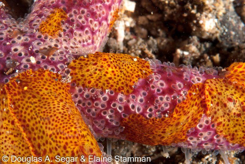Segar-2012-07-3147.jpg