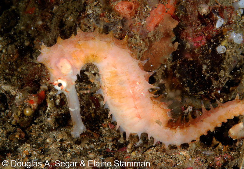Segar-2012-07-3151.jpg