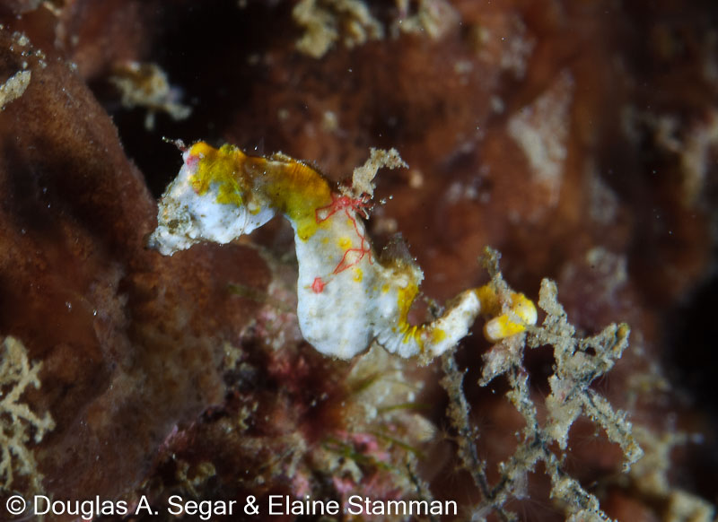 Segar-2012-07-3169.jpg