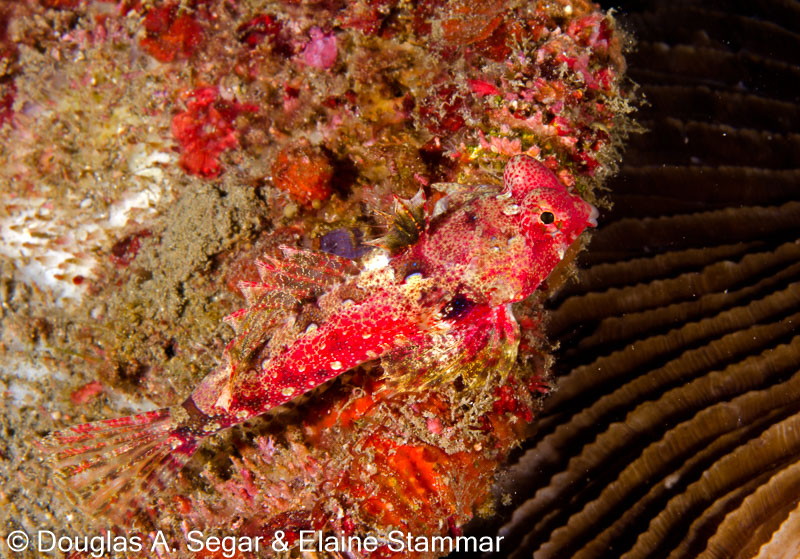Segar-2013-05-0917.jpg