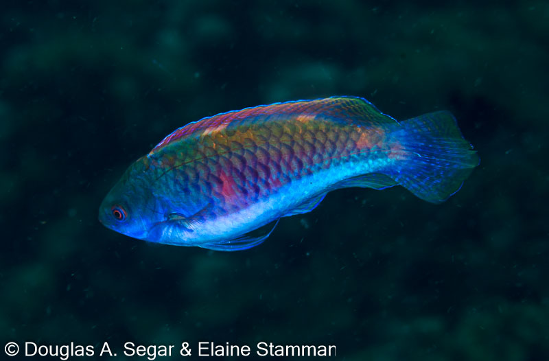 Segar-2014-09-3729.jpg