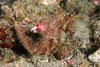 Segar-2009-07-0948.jpg
