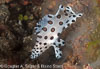 Segar-2012-07-3152.jpg