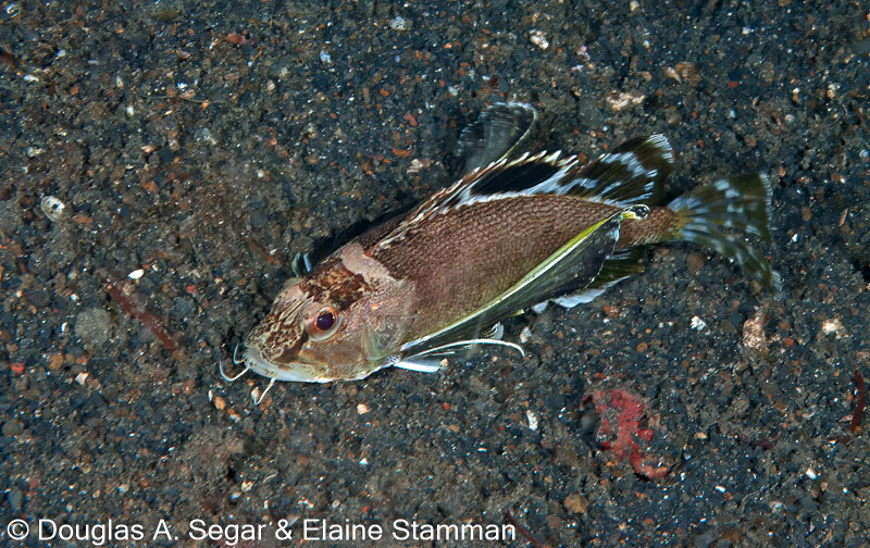 Segar-2010-12-3064.jpg