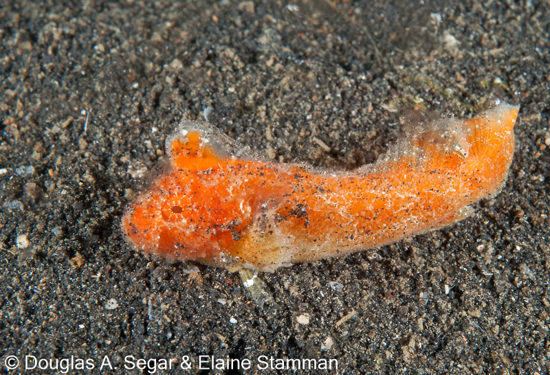 Segar-2011-07-0869.jpg