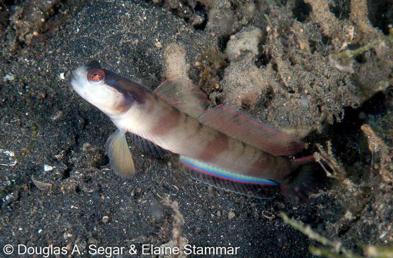 Segar-2011-07-0904.jpg