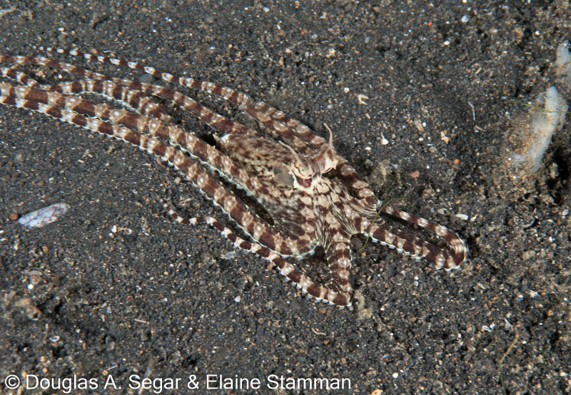 Segar-2011-07-2617.jpg