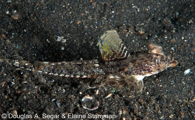 Segar-2012-07-1237.jpg