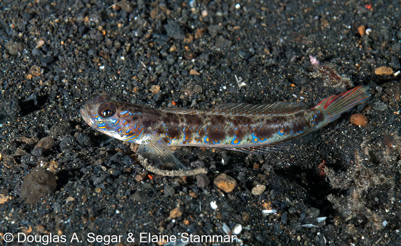 Segar-2012-12-0545.jpg