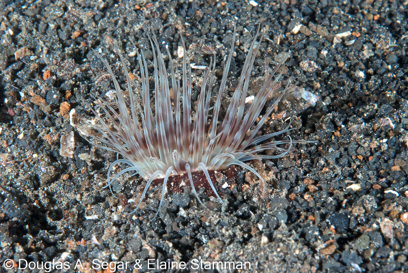 Segar-2012-12-0725.jpg