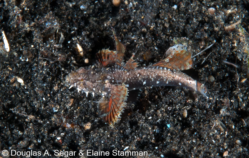 Segar-2012-12-2222.jpg