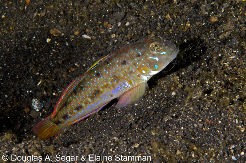 Segar-2013-05-0832.jpg