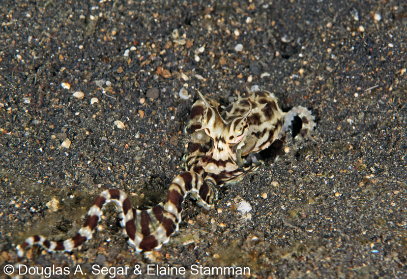 Segar-2013-05-2432.jpg