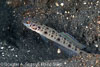Lembeh Strait Divesites
