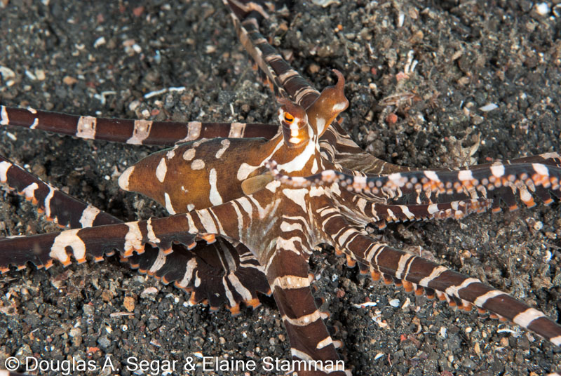 Segar-2009-07-3517.jpg