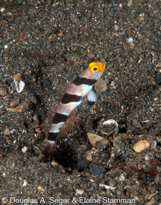 Segar-2009-12-6214.jpg