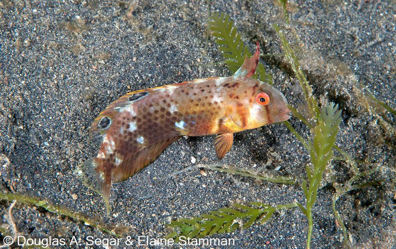 Segar-2010-12-3455.jpg