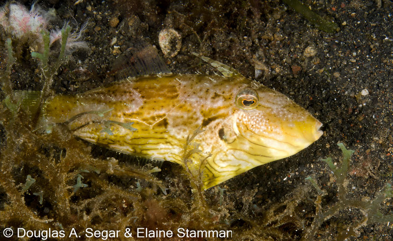 Segar-2013-05-0630.jpg