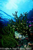Milne Bay Papua New Guinea Divesites