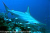 Peer's_Reef