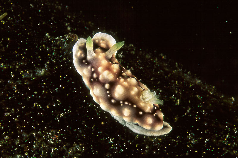 SegarA1259.jpg