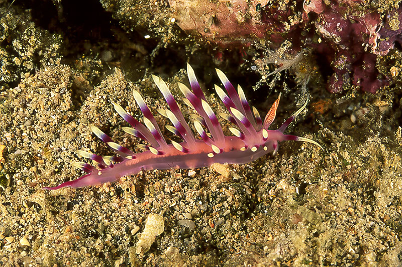 SegarA1651.jpg