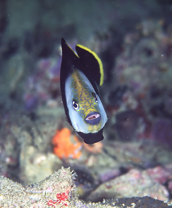 SegarA6761.jpg