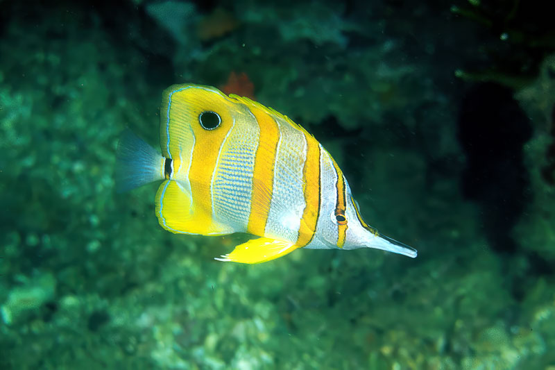SegarA6770.jpg