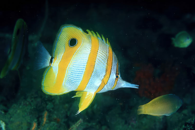 SegarA6771.jpg