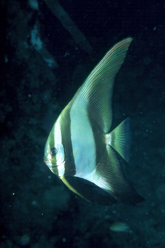 SegarA6772.jpg